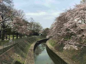 善福寺川さくら