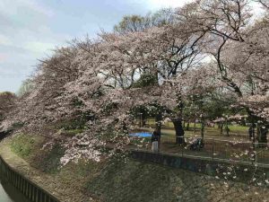 善福寺川緑地公園