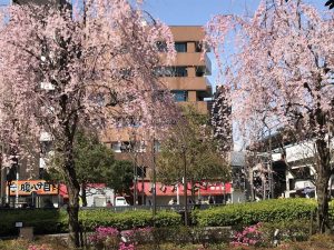 高円寺駅前の桜