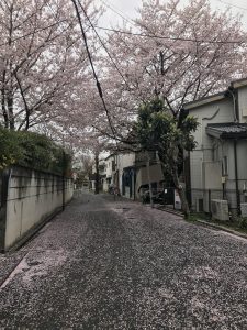 散りかけた桜