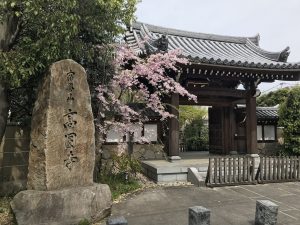 高円寺の山門と桜