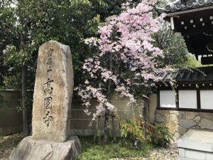 高円寺の桜