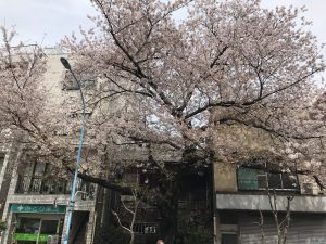 高円寺廃墟に咲く桜