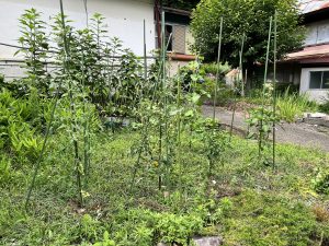 夏野菜の栽培