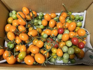 ミニトマトの大収穫