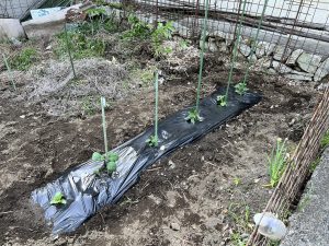 夏野菜苗木